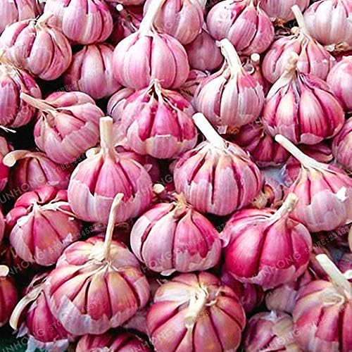 Bloom Green Co. 100 Piezas de ajo Bonsai Rojo y Saludable Bonsai ...