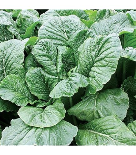 Amazon.com : Mustard Spinach (Komatsuna) Tendergreen Great Heirloom  Vegetable 2,500 Seeds : Vegetable Plants : Patio, Lawn & Garden