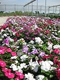 100 DWARF LITTLE MIX PERIWINKLE / VINCA Rosea