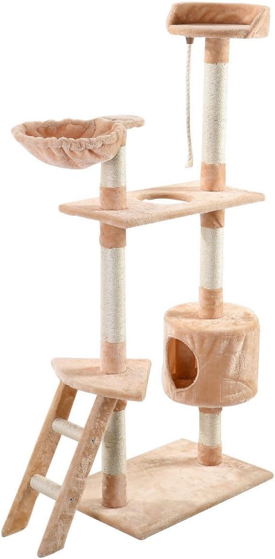 american shorthair domestic shorthair