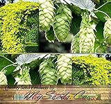 Herb Seeds - Hops - 200 Seeds by Nuts n' Cones