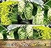 Herb Seeds - Hops - 200 Seeds by Nuts n' Cones