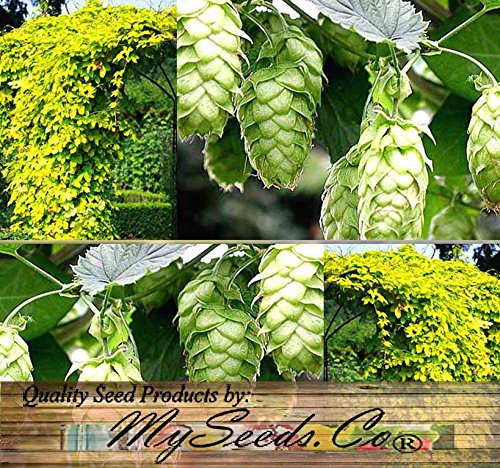 Herb Seeds - Hops - 200 Seeds by Nuts n' Cones Herb Seeds - Hops - 200 Seeds by Nuts n' Cones