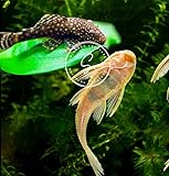 Swimming Creatures 1 Snowflake Pleco & 1 Albino