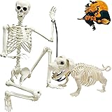 5.4ft Skeleton Halloween Decoration, Life Full Size