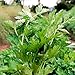 Certified Organic Italian Flat Leaf Parsley Seeds (~400): Non-GMO, Certified Organic Heirloom Seed Packet