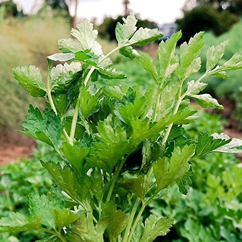 All Good Things Organic Seeds Italian Flat Leaf Parsley Seeds (~200): Certified Organic, Heirloom, Open-Pollinated and from the United States All Good Things Organic Seeds Italian Flat Leaf Parsley Seeds (~200): Certified Organic, Heirloom, Open-Pollinated and from the United States