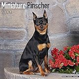 Miniature Pinscher Calendar - Dog Breed Calendars - 2019 - 2020 Wall Calendars - 16 Month by Avonsid by 