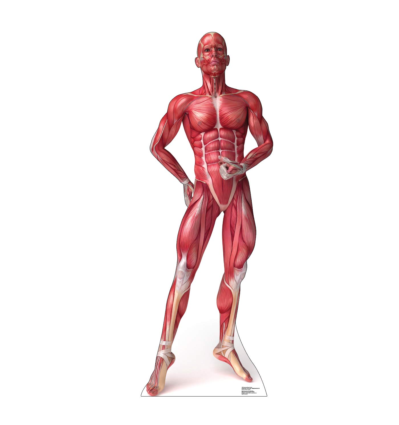 Best Ashton Irwin Cardboard Cutout