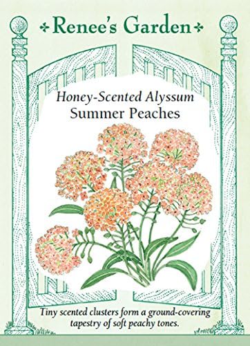 Alyssum, Summer Peaches