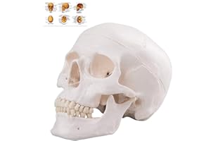 EUDDOO Human Skull Anatomical Model, Life Size Replica Adult Human Anatomy Head Model with Removable Skull Cap and Articulated Mandible, Labeled Diagram Poster Included