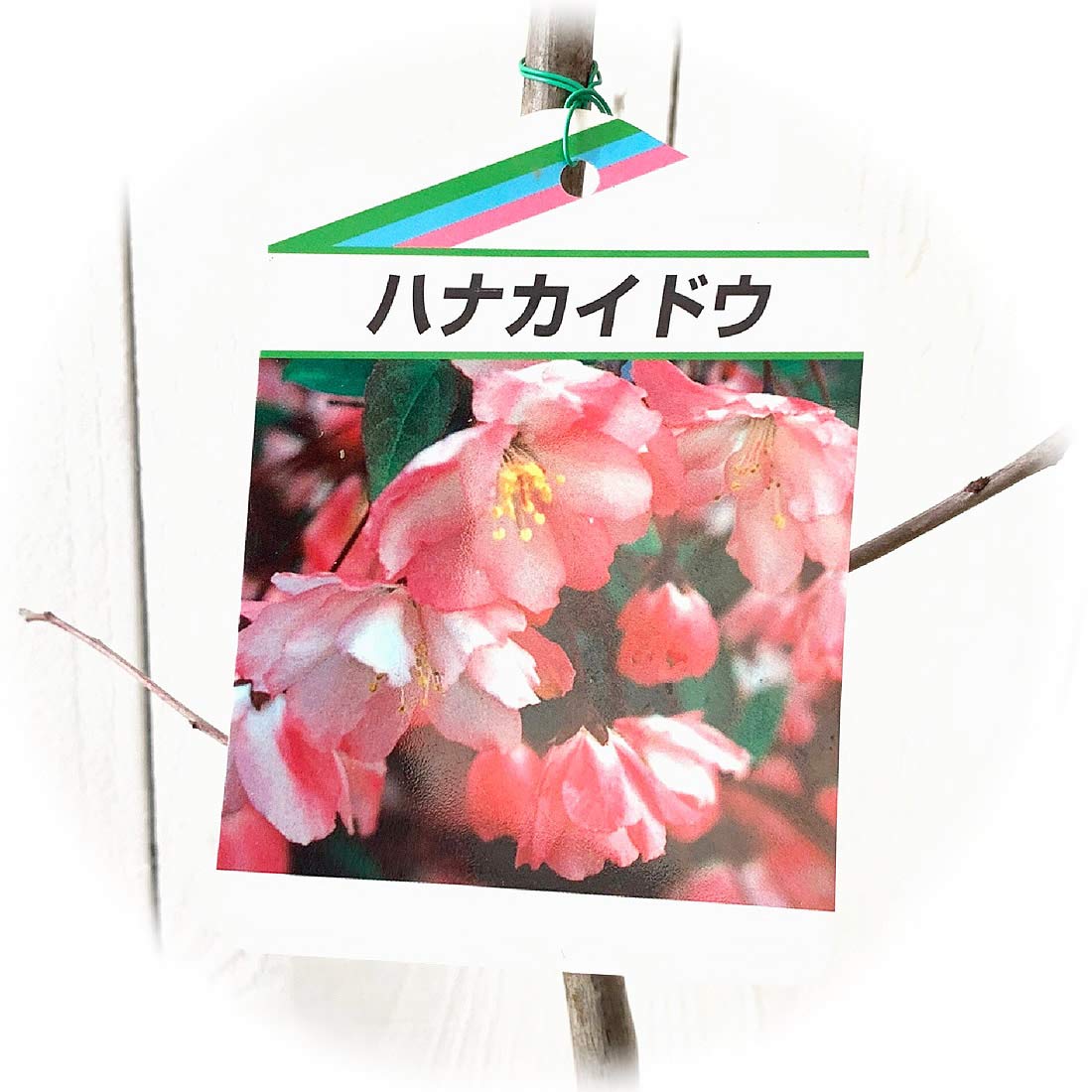 すべての美しい花の画像 心に強く訴えるハナカイドウ 桜 違い