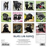 Image de Just Black Lab Puppies 2018 Calendar