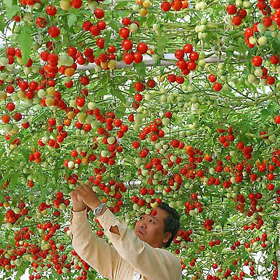 Seeds Point Giant Italian Tree Tomato Trip L Crop Vegetable Seeds - 10 Rare Seeds