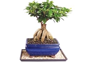 Brussel's Bonsai Live Ginseng Grafted Ficus Indoor Bonsai Tree - Medium, 6 Year, 8 to 12 In - Live Bonsai Tree in Ceramic Bonsai Pot and Humidity Tray