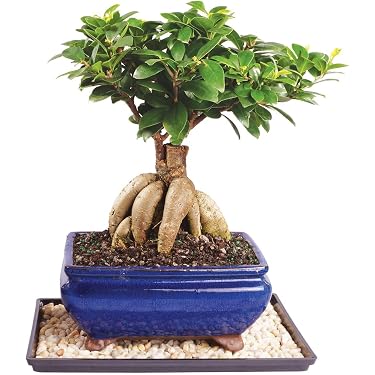 braucht bambus dünger Bambus Dünger Flora Boost für gesunde und prächtige Bambuspflanzen main image 0