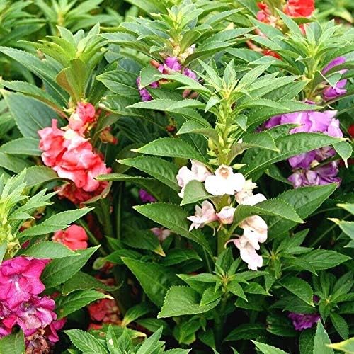 100+Dwarf Balsam"Tom Thumb"Mix Flower Seeds Impatiens Patio Container/Garden