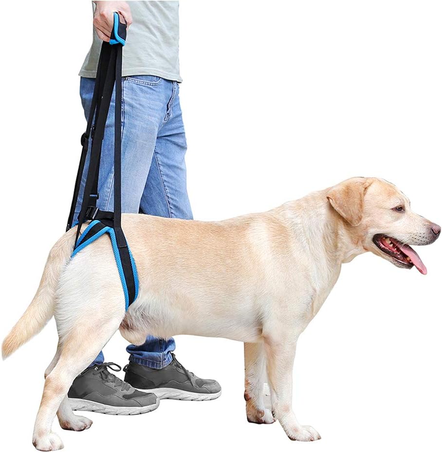 in your dog house gifts