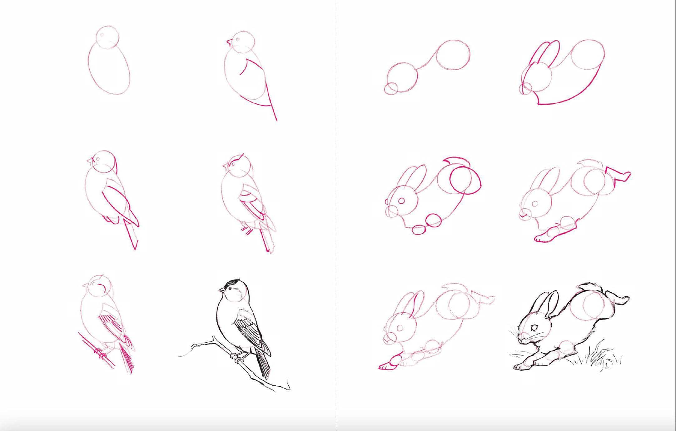 Draw 50 Animals: The Step-by-Step Way to Draw Elephants, Tigers, Dogs, Fish, Birds, and Many More... Draw 50 Animals: The Step-by-Step Way to Draw Elephants, Tigers, Dogs, Fish, Birds, and Many More... Paperback Kindle Spiral-bound School & Library Binding