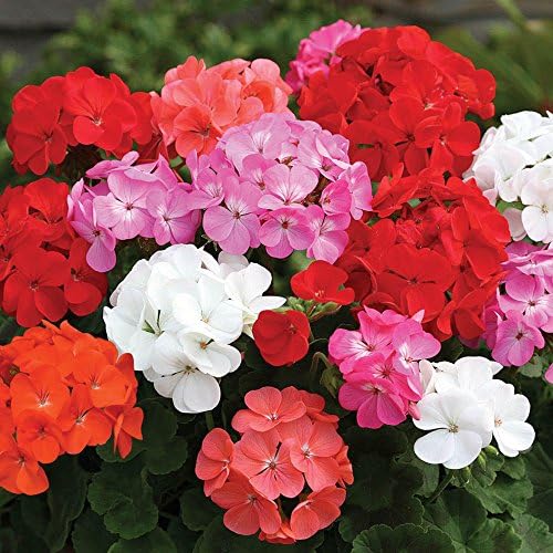 JPD Plants Geranium Parade Bedding Plants (170 Plug) Amazon.co.uk