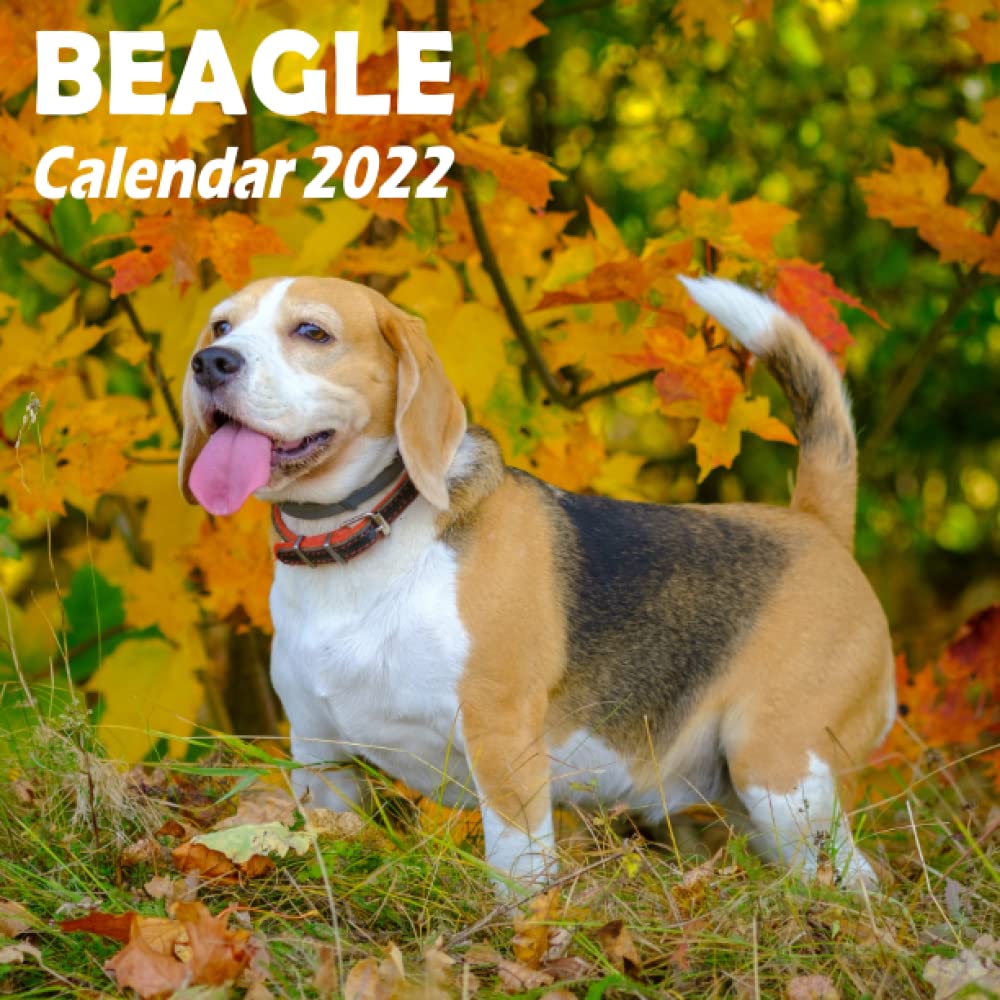 beagle small breed