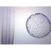 EISCO Ascaris &amp; Onion Mitosis, Prepared Microscope Slide - 75 x 25mm - Plant &amp; Animal Mitosis, Introductory Microscopy