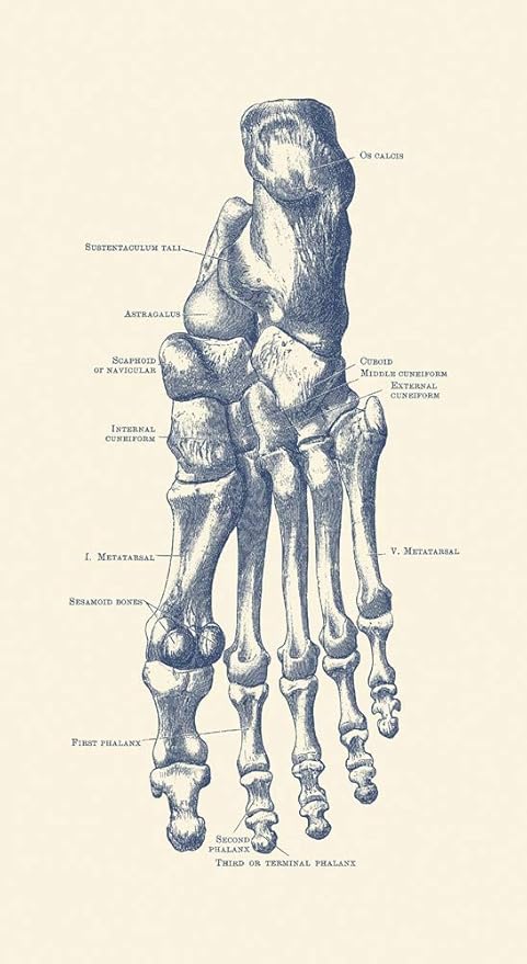 Amazon Com Posterazzi Pstjpa700018h Vintage Anatomy Human Left Foot With Each Bone Labeled Photo Print 11 X 17 Multi Posters Prints