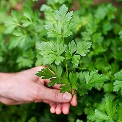 Gardenera Premium Parsley Plant Potting Mix