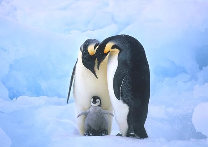 75 皇帝 ペンギン 壁紙 最高の花の画像