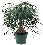 Brussel's Bonsai DT-PTP6 Brussel's Guatemalan Red Ponytail Palm Bonsai in Plastic Pot, Small