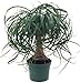 Brussel's Bonsai DT-PTP6 Brussel's Guatemalan Red Ponytail Palm Bonsai in Plastic Pot, Small primary