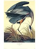 Global Gallery Art on a Budget DP-132784-2430 John James Audubon Blue Heron (Decorative Border) Unframed Giclee on Paper Print, 30" x 24"