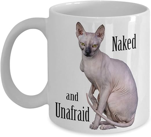 gray sphynx cat