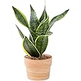 Costa Farms Live Snake Plant, Easy Care Houseplant in Indoor Garden Plant Pot, Grower's Choice House Plant in Potting Soil Mi