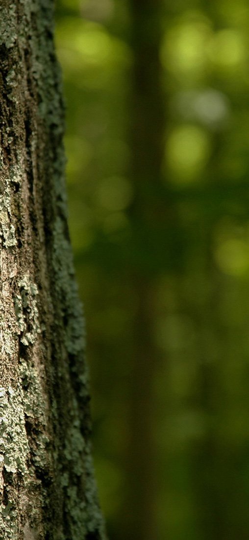 PeelitStickit, Beautiful Nature Wall Murals, ID-1099, vinyl