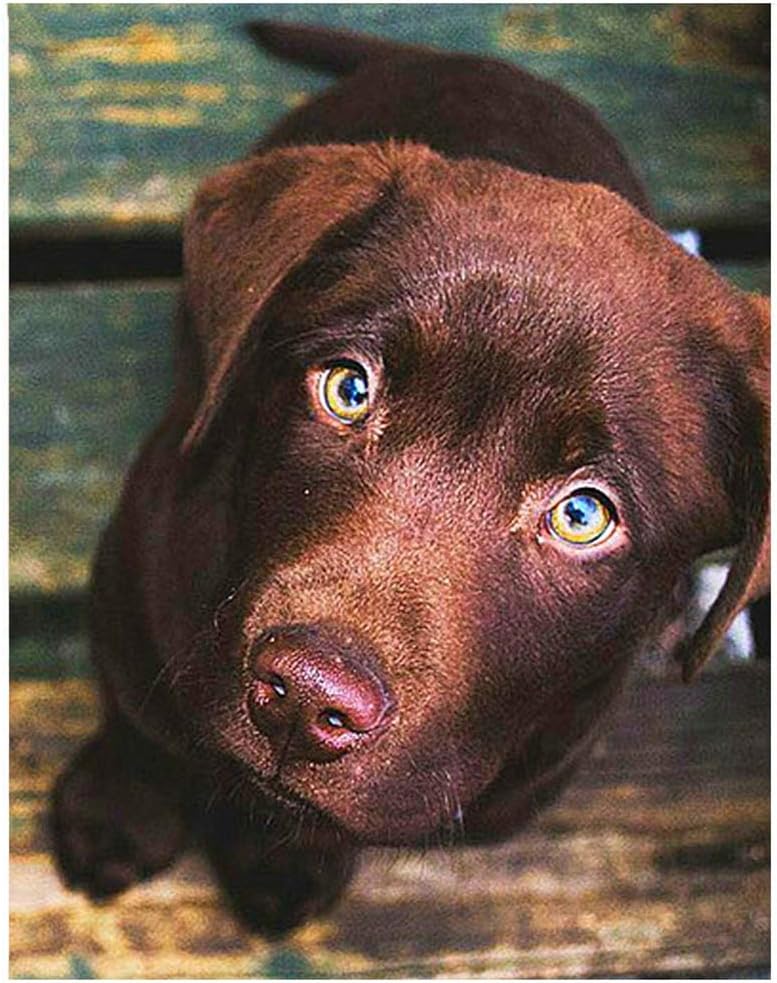 black lab diamond painting