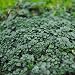 Miniature Fairy Garden Thymus serpyllum, Elfin, Thyme