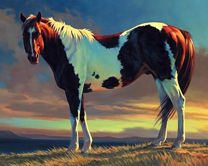 Amazon Com Abeuty Diy Paint By Numbers For Adults Beginner Black And White Horse Animal 16x Inches Number Painting Anti Stress Toys No Frame Amazon Com Abeuty Diy Paint By Numbers For Adults Beginner Black And White Horse Animal 16x Inches Number Painting Anti Stress Toys No Frame
