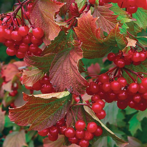 100 Seeds American Highbush Cranberry, Viburnum trilobum, Shrub Seeds