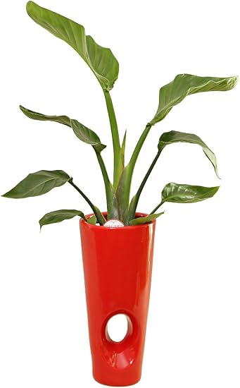 Amazon 観葉植物 オーガスタ6号穴あき陶器鉢 赤 松村農園 観葉植物