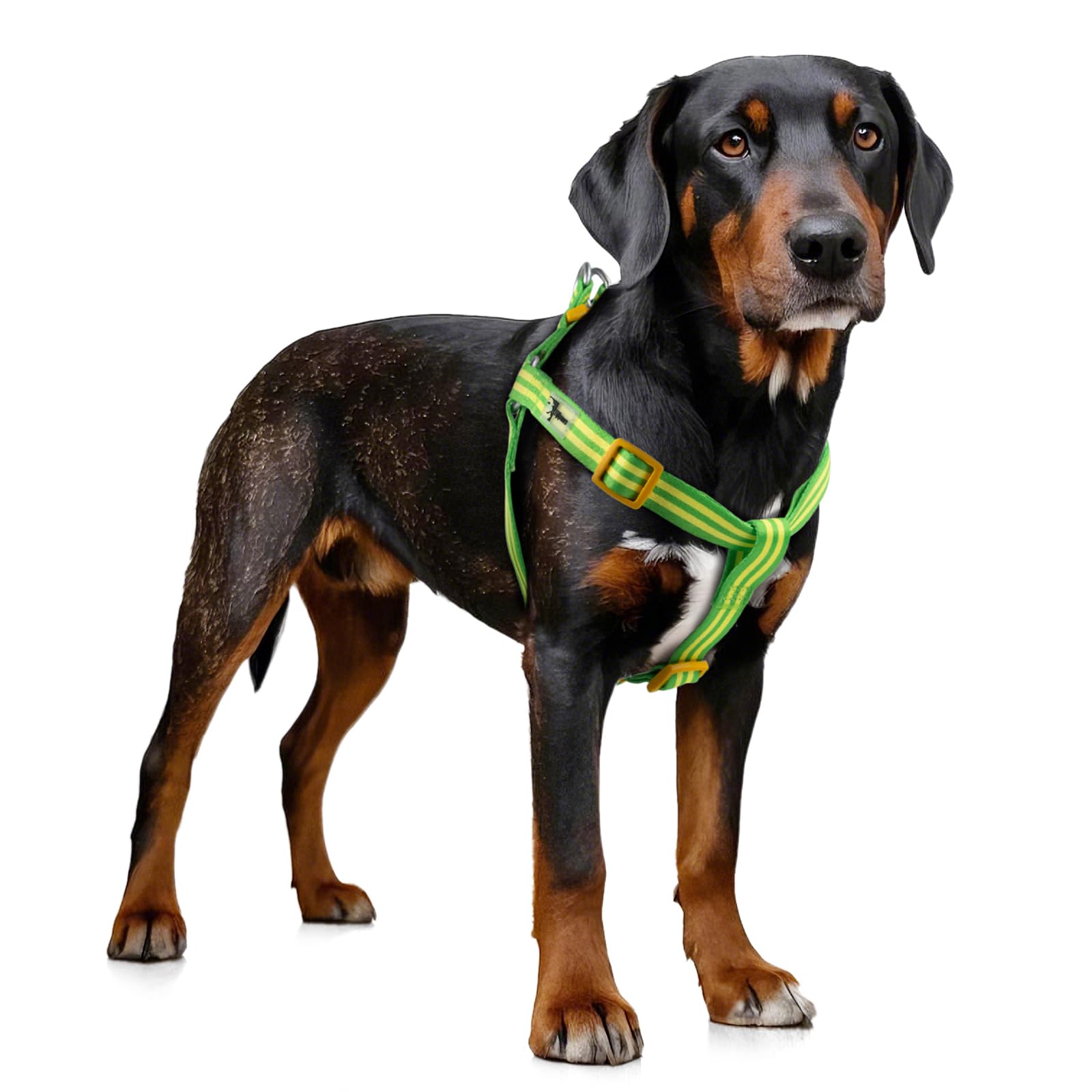 Photo 1 of Tiffpaws Stripe Step in Dog Harness for Small Dogs, Freedom Nylon Dog Halter Vests, Lightweight and Escape Proof Puppy Harness, Quick Fits for Small Medium and Large Dogs, Green XS
