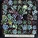 20 Gorgeous Succulents in 2" plastic pots