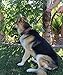 Soft Touch Collars Padded Leather Dog Collar, Large Brown, Real Genuine Leather, 24