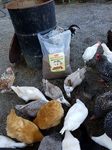 3 Hatortempt+1LBS+Dried+Mealworms+Chickens
