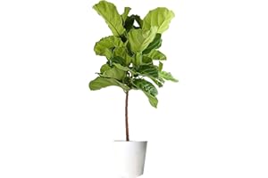 Costa Farms Fiddle Leaf Fig Tree Live Plant in Decorative Plant Pot, Large Indoor Houseplant, Perfect for Home, Room, or Office Decor, Great House Warming or Birthday Gift, 3-4 Feet Tall