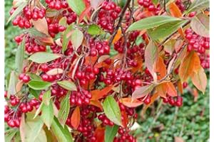 CZ GRAIN 30 Red Chokeberry Seeds for Planting - Aronia arbutifolia - Aronia Berry Tree