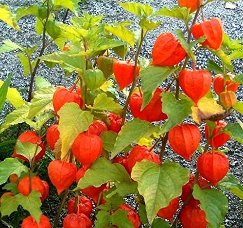 Winter Cherry, Bladder Cherry seeds - Physalis alkekengi