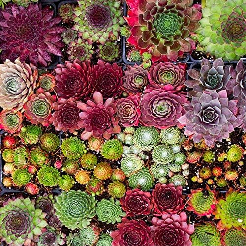 Gardening Express | Sempervivum Houseleeks | Pack of Ten Evergreen Hardy Succulent Plants | Approx 9cm pots