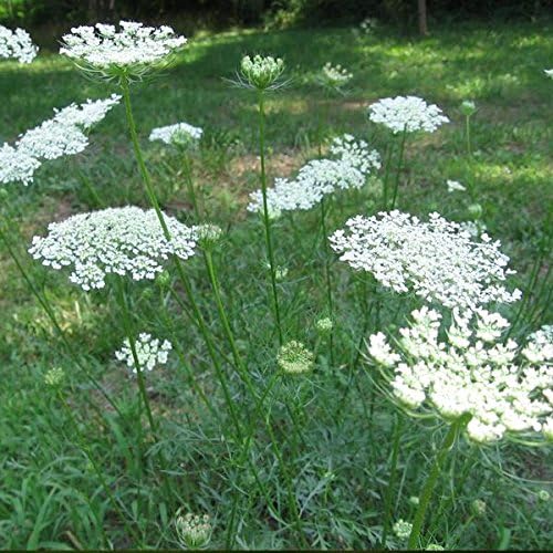 Queen Anne's Lace Seeds (Daucus carota) 30+ Wildflower
