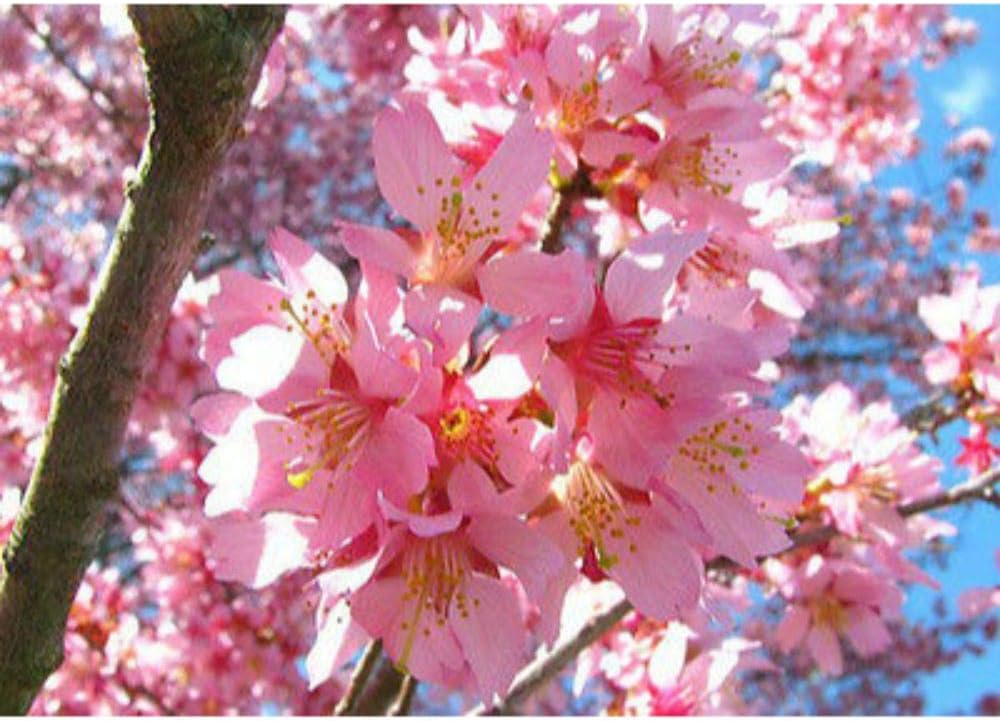 Okame Flowering Cherry Tree 2 Plants #BV06